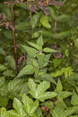 Common nettle in bloom