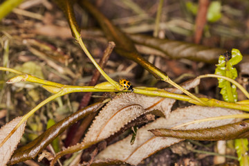 ladybug on a branch