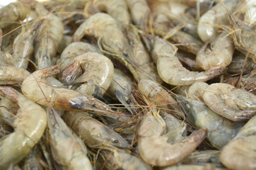 Fresh live just caught Black Sea shrimp, closeup
