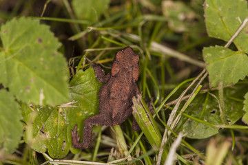 little frog in the grass