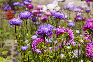 asters flower garden, multicolored