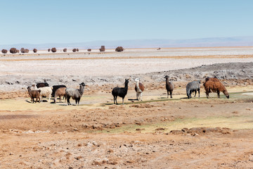 Fototapeta na wymiar Llamas in the desert