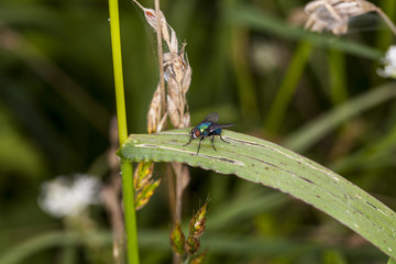 Common fly sitting on the grass