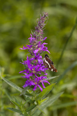 small tortoiseshell sitting on a purple flower