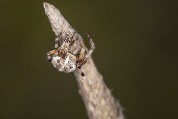 small spider sitting on the end of a stick