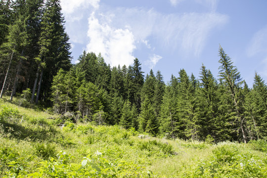 684 - trees in the forest