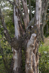 old dry wood without bark