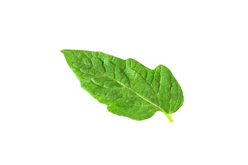 Fototapeta premium leaf of tomato isolated on white background with clipping path