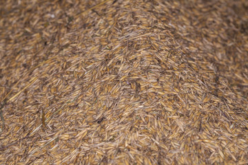 grain in the silos 