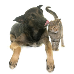 Fototapeta premium kitten and malinois