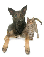 kitten and malinois