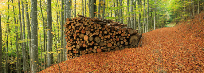 Piles of Lumber along Dirt Road through Forest of Beech Trees in Autumn, Fallen Leaves Covering the Ground