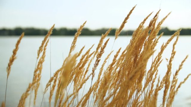 Golden grass swaying in the setting sun on the background of the pond. Panicles fluffed from the wind.