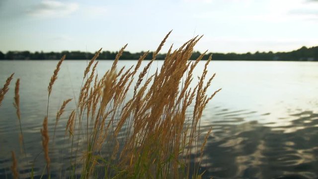 Golden grass sways in the background of the pond. The sun hid behind a cloud. Ripples on a pond. Panicles fluffed in the wind.