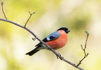  bullfinch, common bullfinch or Eurasian bullfinch, Pyrrhula pyrrhula