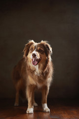 Australian Shepherd im Studio