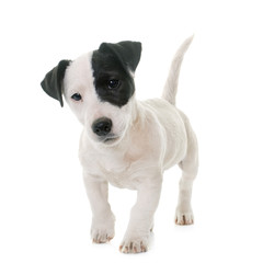 puppy jack russel terrier