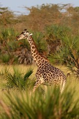 Giraffe in the beautiful nature habitat, wild africa, this is africa, colourful bush in Tanzania, beauty and gentility
