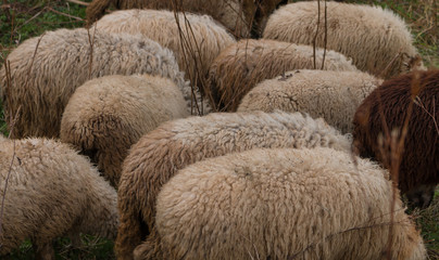 Naklejka premium flock of sheep grazing grass