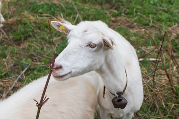 Obraz premium white goat grazing grass