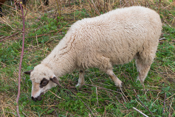 flock of sheep grazing grass