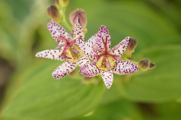 秋の花　ホトトギス