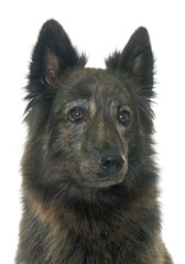 Dutch Long haired shepherd