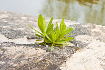 Small plant was born in an improbable place - power of life concept image