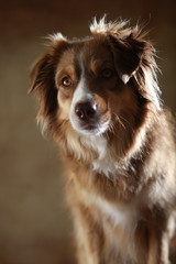Fototapeta premium Australian Shepherd im Studio