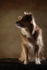 Australian Shepherd im Studio