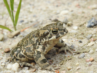 Bufotes viridis (European Green Toad, Green Toad)