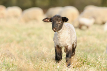 lamb standing on pasture