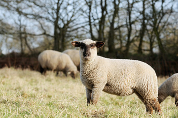 Sheep standing on pasture