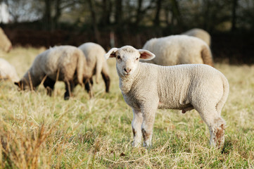 Obraz na płótnie Canvas lamb standing on pasture