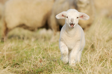 lamb running  on pasture