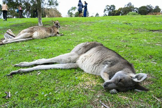 Sleeping Kangaroo
