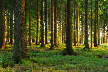 Spruce Tree Forest in the Warm Light of the Setting Sun
