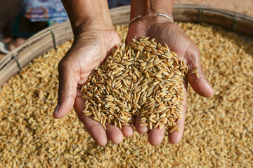Dry paddy on hand - 123526164