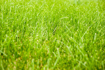 Fototapeta premium Jesień - zielona trawa