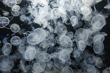 Many transparent jellyfishes background.