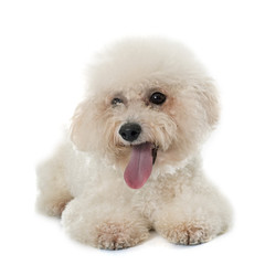 purebred bichon frise
