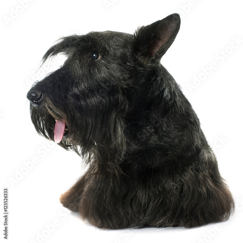"old scottish terrier" photo libre de droits sur la banque d'images
