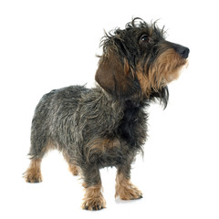 Wire haired dachshund
