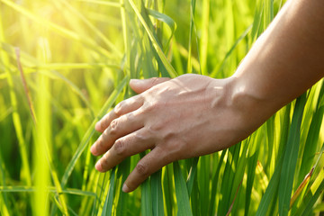 Fototapeta premium The hands of women farmer touching rice plant. Farmer hand in a