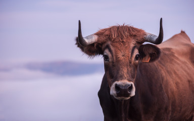 vaca primer plano copn nubes al fondo