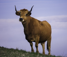 Vaca rubia alerta 