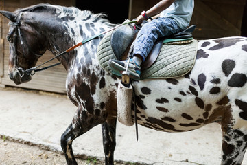 Little boy riding horse, partial view