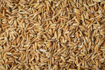 background dry paddy