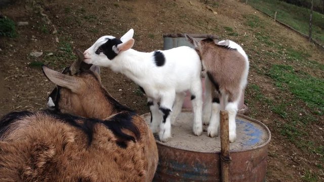 Cuccioli di capra mordono l'orecchio della mamma