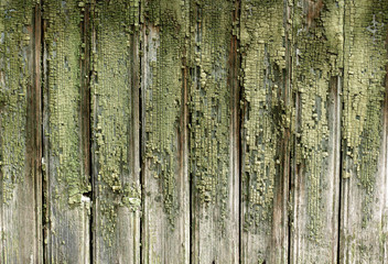 texture of the old painted green boards